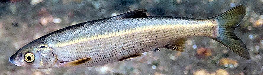 Pseudochondrostoma polylepis_07.jpg